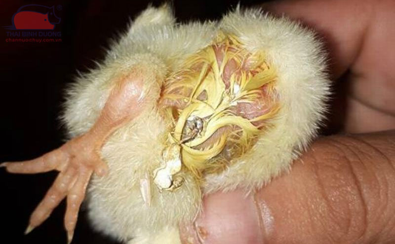 Các bệnh thường gặp ở vịt con và cách phòng tránh