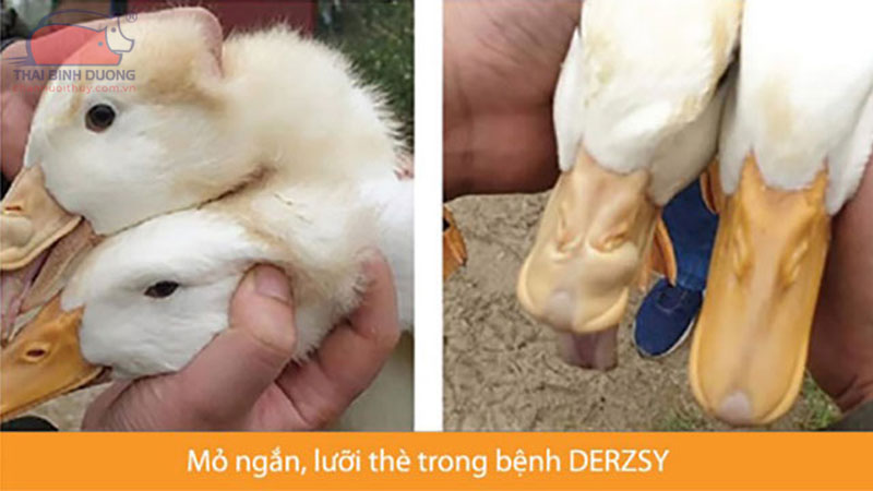 Các bệnh thường gặp ở vịt con và cách phòng tránh