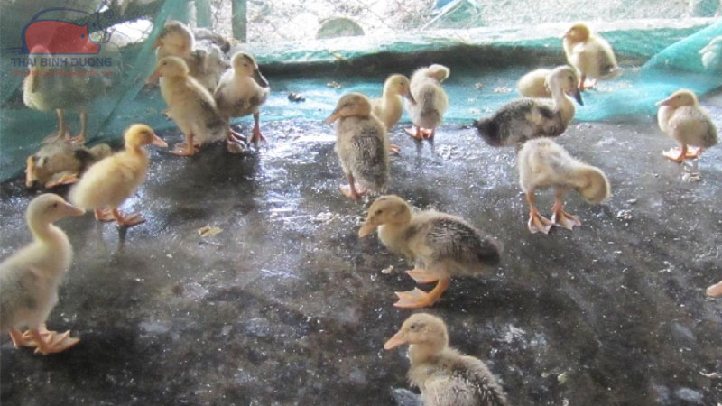 Các bệnh thường gặp ở vịt con và cách phòng tránh