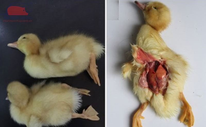 Các bệnh thường gặp ở vịt con và cách phòng tránh