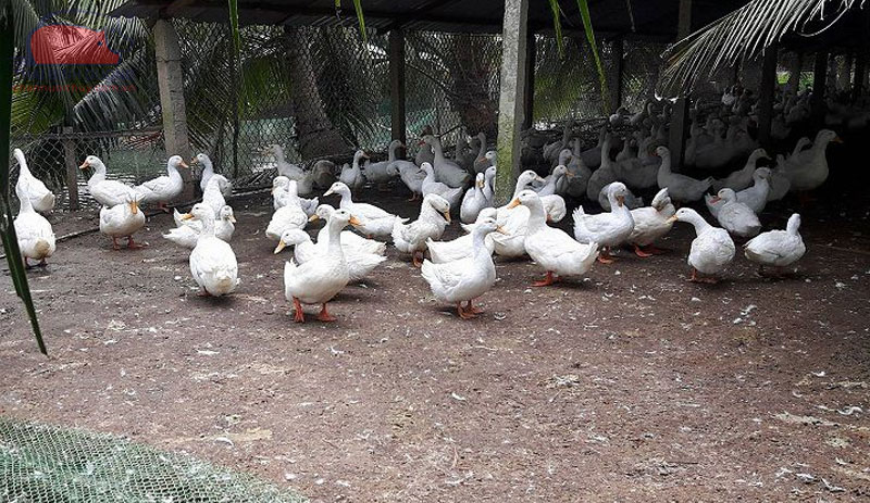 Nguyên nhân và cách chữa ngan bị bại liệt nhanh khỏi