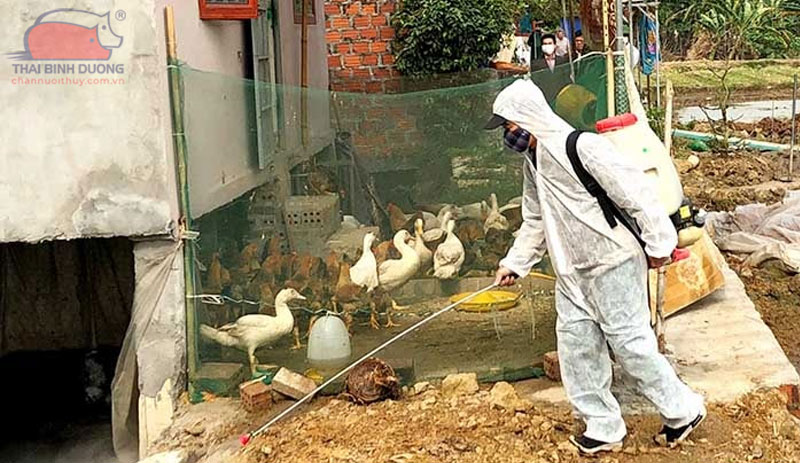 Nguyên nhân và cách chữa ngan bị bại liệt nhanh khỏi