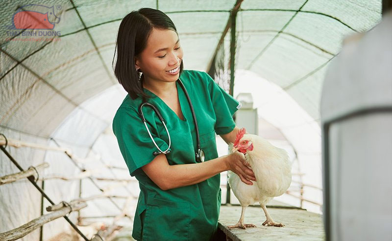 Nguyên nhân và cách chữa ngan bị bại liệt nhanh khỏi
