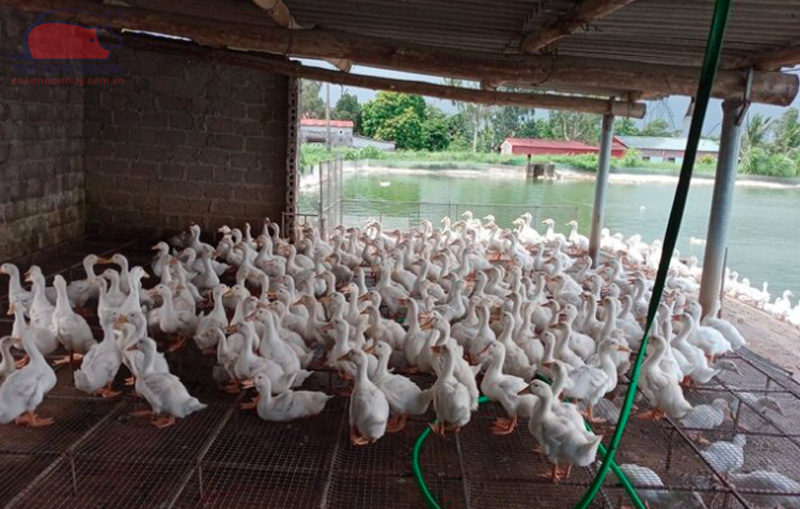 Nguyên nhân và cách chữa vịt bị bại liệt tại nhà
