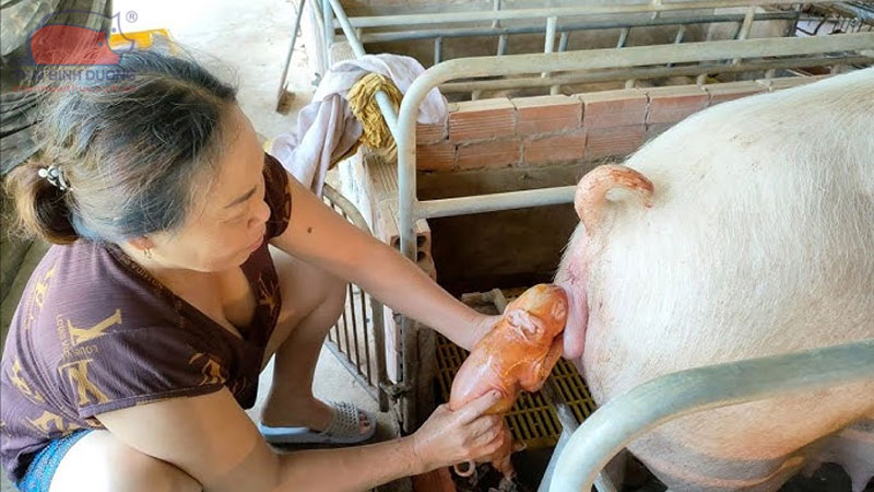 cách xử lý heo nái đẻ khó