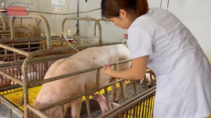 cách xử lý heo nái đẻ khó