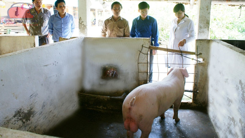 Heo nọc là gì? Cách khai thác heo nọc hiệu quả trong chăn nuôi