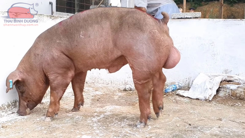 Heo nọc là gì? Cách khai thác heo nọc hiệu quả trong chăn nuôi