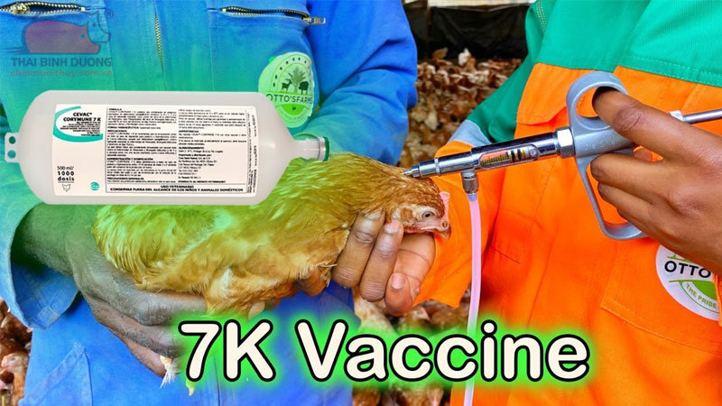 mua vacxin 7 trong 1 cho ga 1
