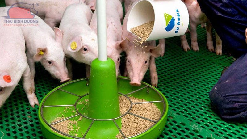 Nên cho heo con ăn khô hay ướt thì tốt hơn?