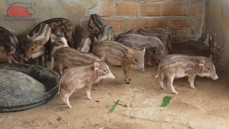 Mô hình và kỹ thuật nuôi heo rừng lai thả vườn