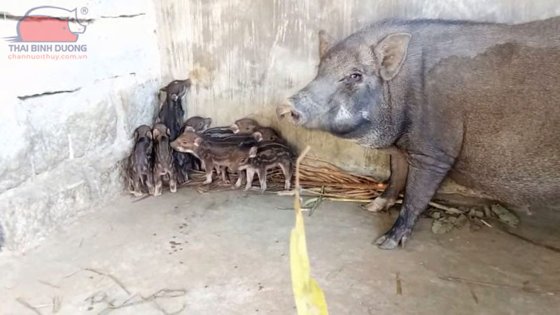 Mô hình và kỹ thuật nuôi heo rừng lai thả vườn