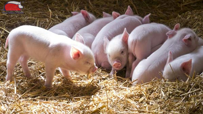 Hướng dẫn cách chọn heo nái làm giống tốt nhất