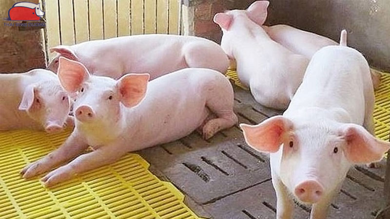 Hướng dẫn cách chọn heo nái làm giống tốt nhất