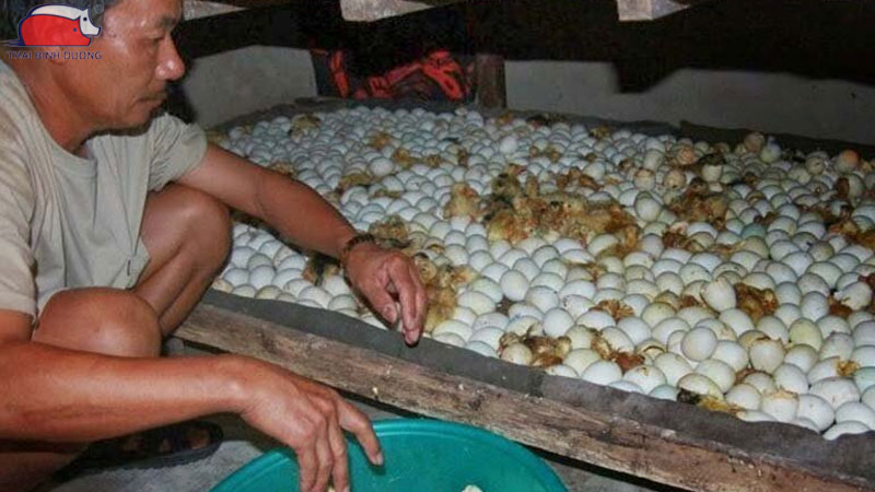 Có nên bóc vỏ trứng cho vịt nở? 7 Có nên bóc vỏ trứng cho vịt nở?