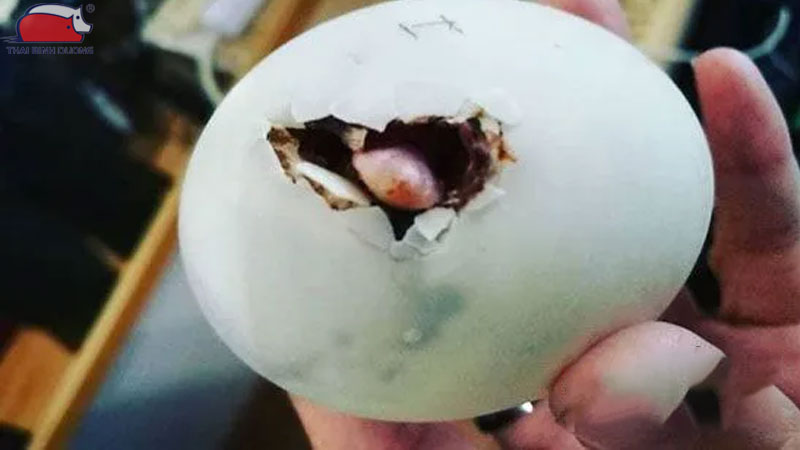 Có nên bóc vỏ trứng cho vịt nở? 8 Có nên bóc vỏ trứng cho vịt nở?