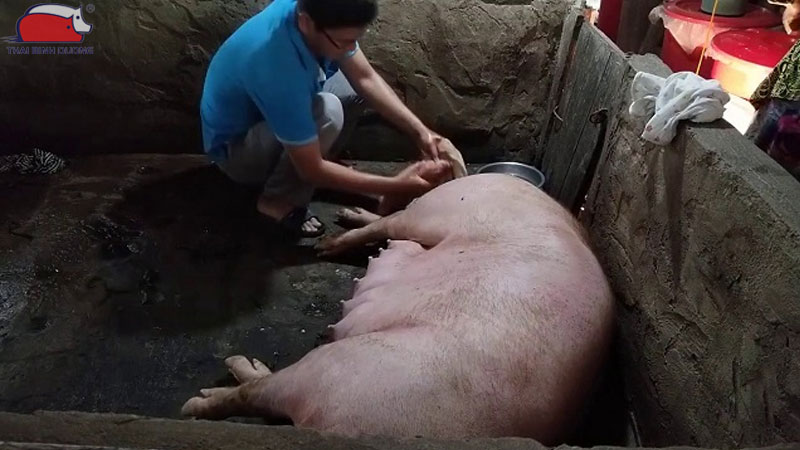 Nguyên nhân heo nái đến ngày không đẻ và cách xử lý