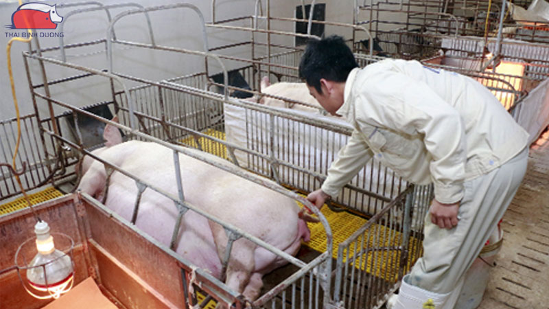 Nguyên nhân heo nái đến ngày không đẻ và cách xử lý