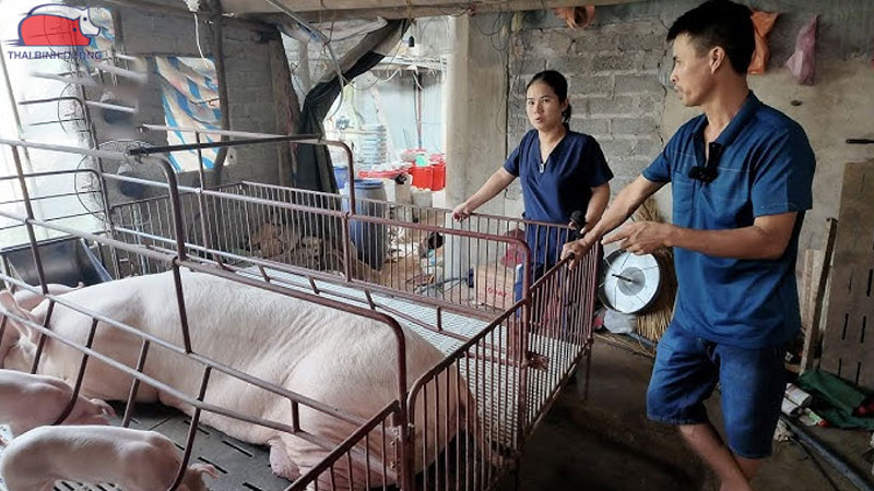 Nguyên nhân heo nái đến ngày không đẻ và cách xử lý