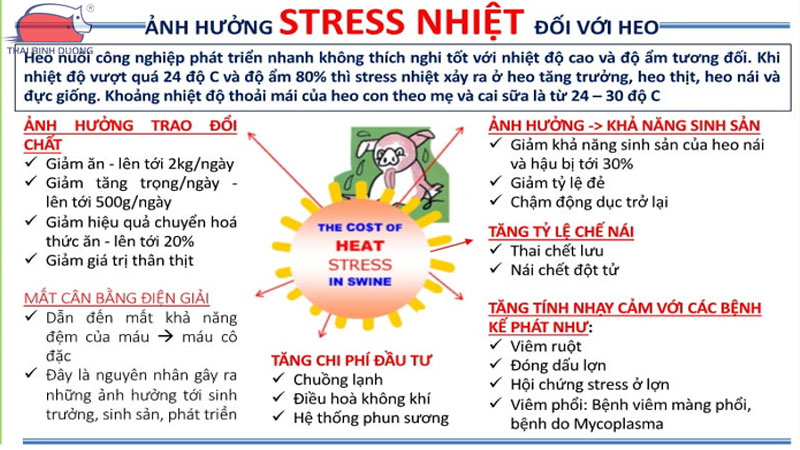 Nhiệt độ thích hợp cho heo thịt tăng hiệu quả trong chăn nuôi