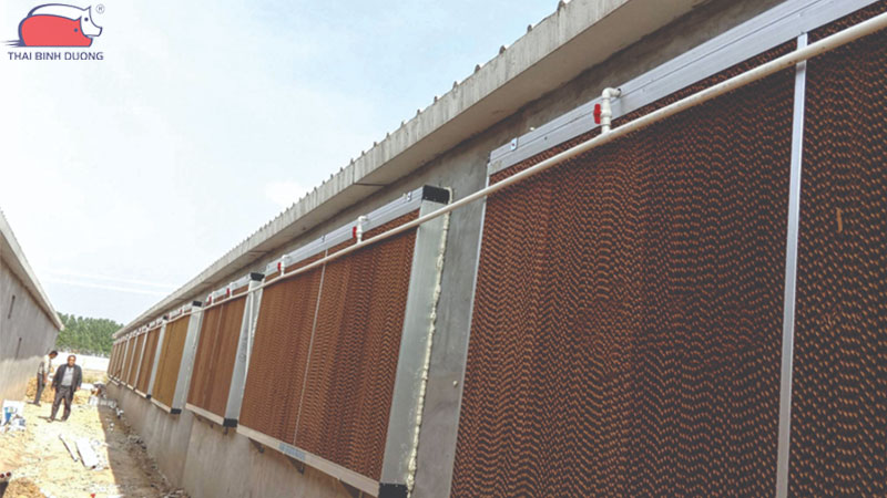 Nhiệt độ thích hợp cho heo thịt tăng hiệu quả trong chăn nuôi