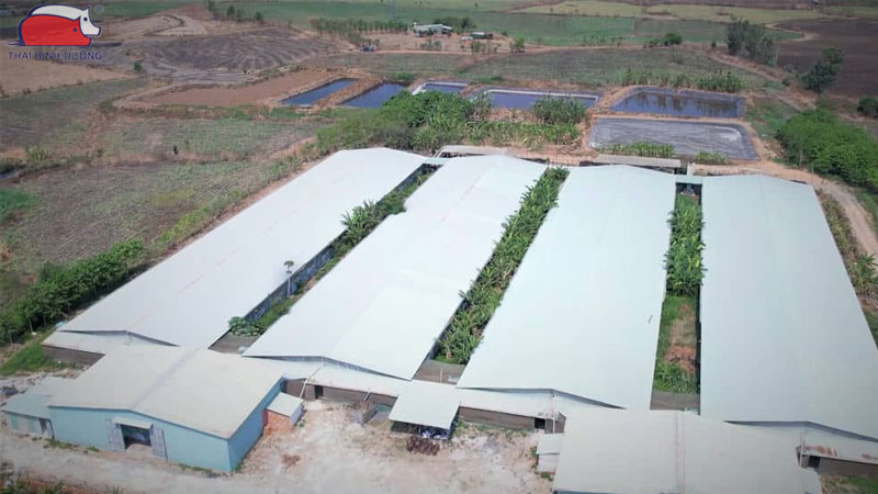 Tìm hiểu về mô hình chăn nuôi trang trại heo gia công 25 Tìm hiểu về mô hình chăn nuôi trang trại heo gia công