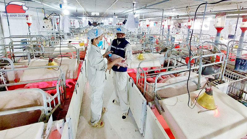 Tìm hiểu về mô hình chăn nuôi trang trại heo gia công 36 Tìm hiểu về mô hình chăn nuôi trang trại heo gia công