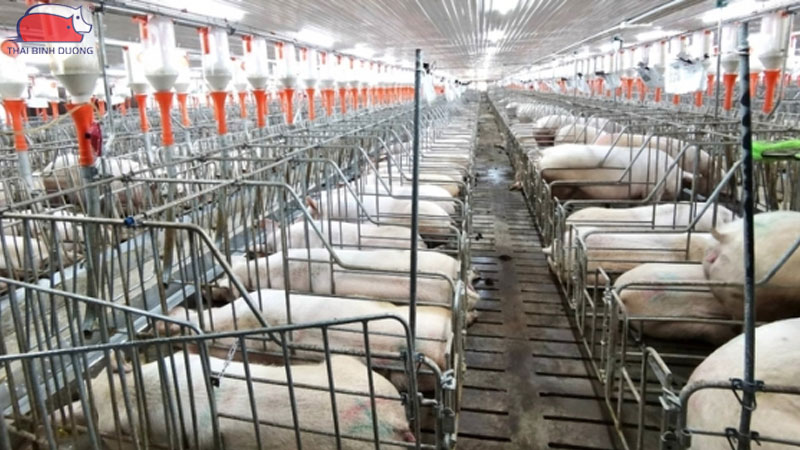 Tìm hiểu về mô hình chăn nuôi trang trại heo gia công 37 Tìm hiểu về mô hình chăn nuôi trang trại heo gia công