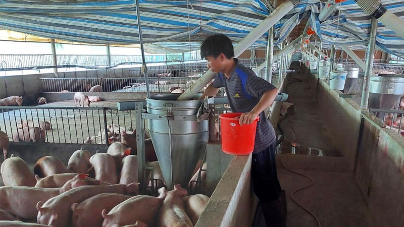 Tìm hiểu về mô hình chăn nuôi trang trại heo gia công 24 Tìm hiểu về mô hình chăn nuôi trang trại heo gia công