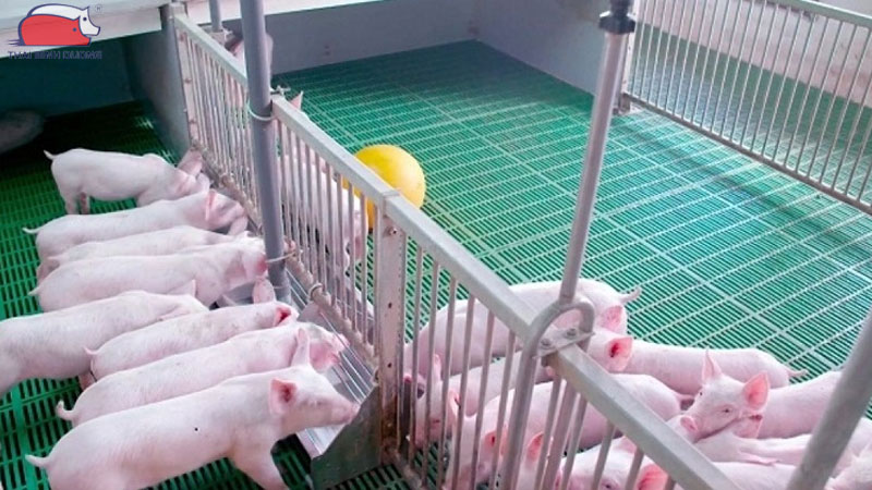Triệu chứng heo bị giun sán và cách điều trị hiệu quả 41 Triệu chứng heo bị giun sán và cách điều trị hiệu quả