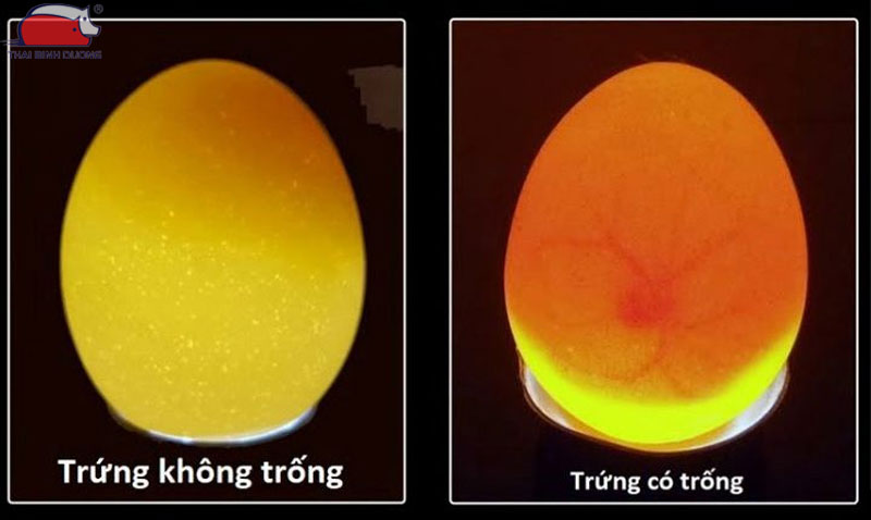 Ăn trứng gà không trống có tốt không?