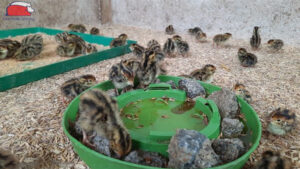 Chuẩn bị ban đầu cho cút mới nở