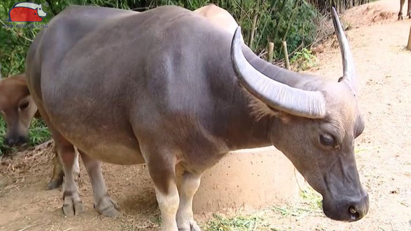 Cách nhận biết trâu có chửa đơn giản và chuẩn xác nhất 13 Cách nhận biết trâu có chửa đơn giản và chuẩn xác nhất