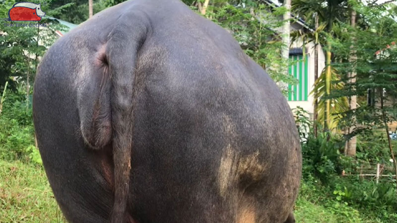 Cách nhận biết trâu có chửa đơn giản và chuẩn xác nhất 14 Cách nhận biết trâu có chửa đơn giản và chuẩn xác nhất