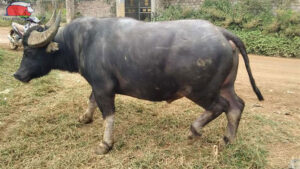 cach nhan biet trau co chua