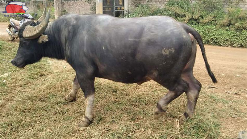 Cách nhận biết trâu có chửa đơn giản và chuẩn xác nhất 12 Cách nhận biết trâu có chửa đơn giản và chuẩn xác nhất