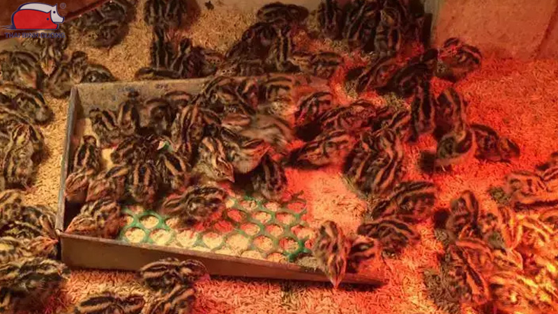 Chuẩn bị chuồng úm cút con