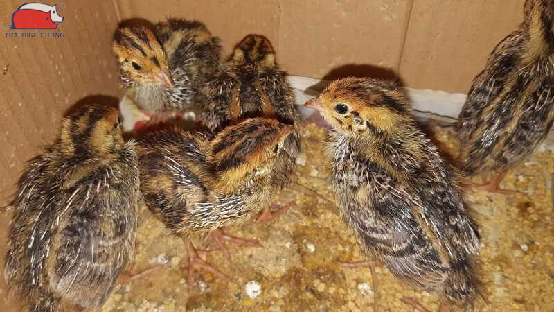 Cách chăm sóc chim cút con mới nở