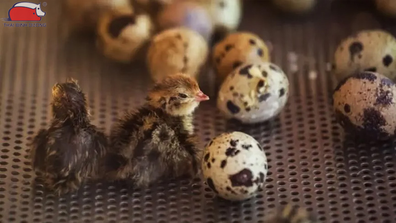 cach nuoi chim cut con tai nha 3