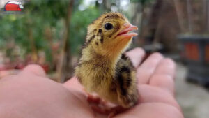 Hướng dẫn cách nuôi chim cút con tại nhà mới nở đúng kỹ thuật