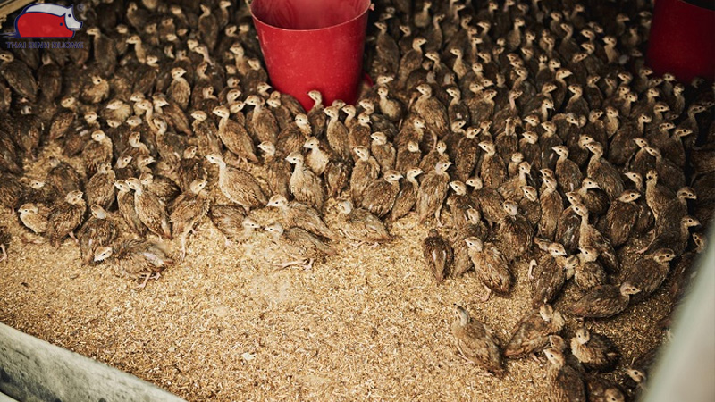 cach nuoi chim cut con tai nha 4