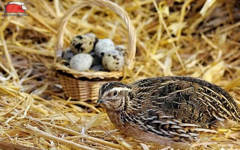 Các mô hình nuôi chim cút phổ biến hiện nay