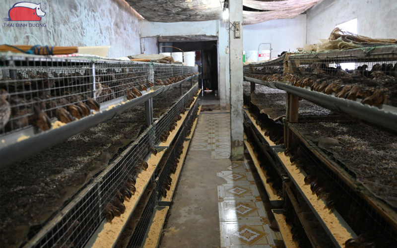 Bố trí chuồng trại và môi trường nuôi kích thích cút đẻ trứng