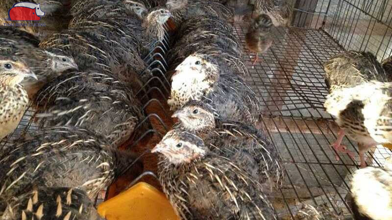 Chi phí nuôi cút đẻ trứng và cách tính toán