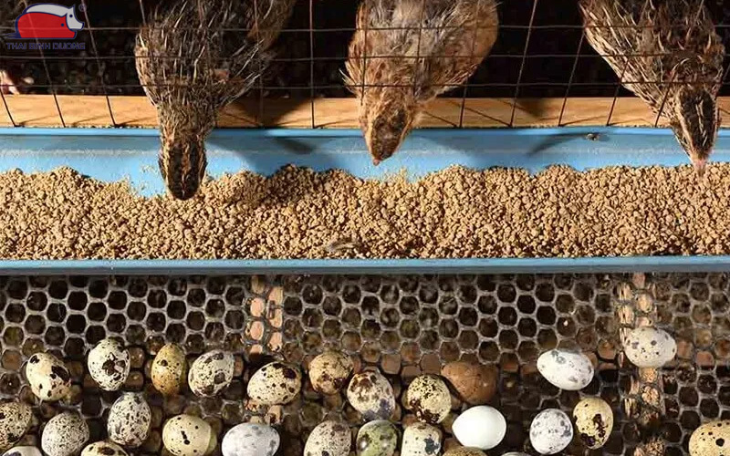 Mô hình kỹ thuật và chi phí nuôi cút đẻ trứng hiệu quả, tiết kiệm nhất