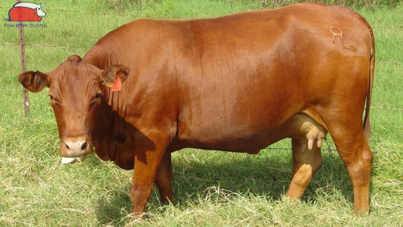 Những dấu hiệu nhận biết bò đã mang thai