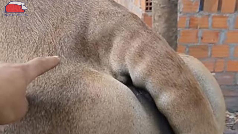 Những dấu hiệu nhận biết bò đã mang thai