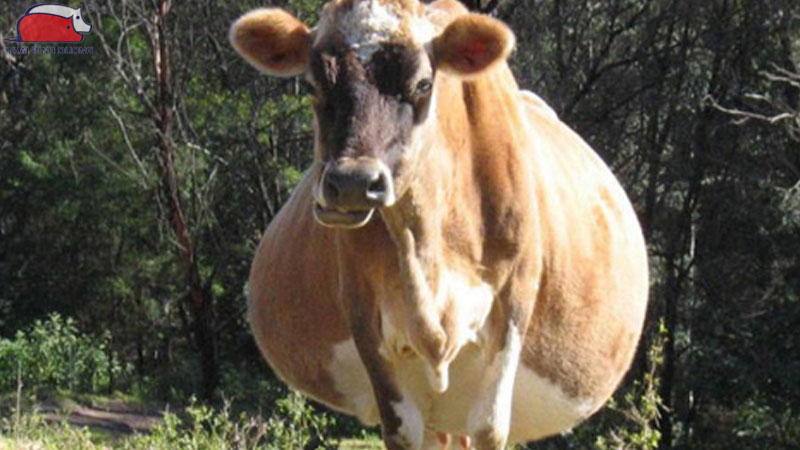 Những dấu hiệu nhận biết bò đã mang thai