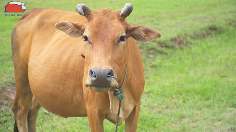 Những dấu hiệu nhận biết bò đã mang thai