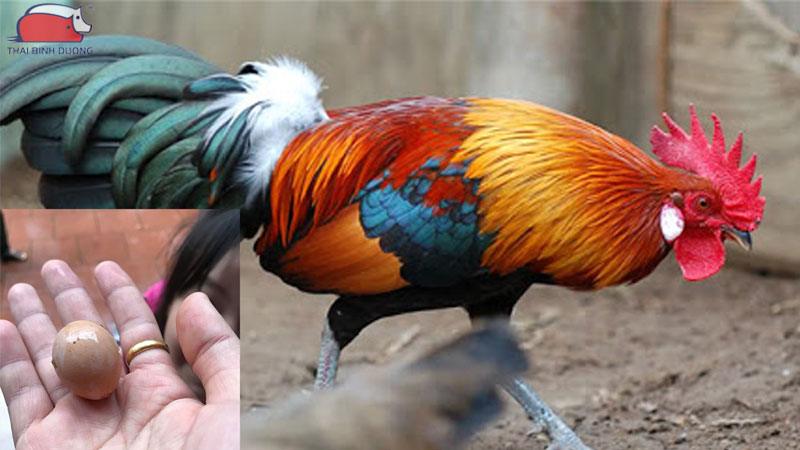 gà trống có đẻ trứng không?